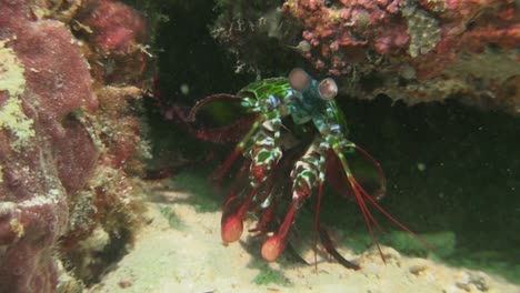 male peacock mantis shrimp half hidden under coral block