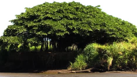 árbol de mangle en la orilla del río tarcoles en costa rica