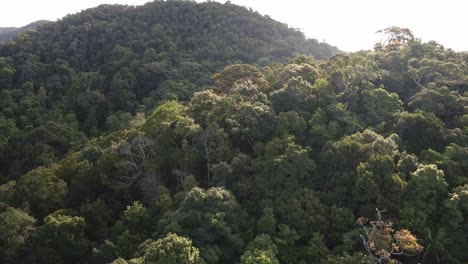 toma aérea ascendente del exuberante bosque tropical denso