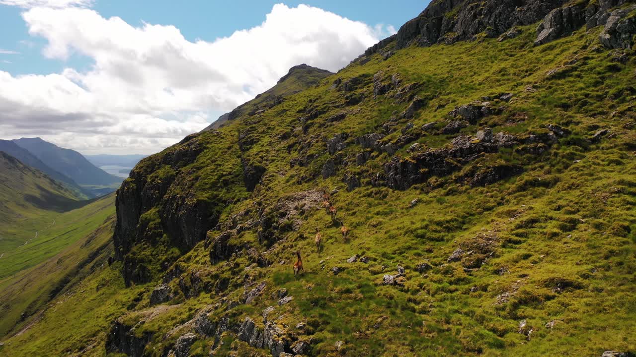 Una mandria di cervi rossi che corre su per le scogliere nelle Highlands scozzesi, Montagne di Glencoe, Scozia, Regno Unito