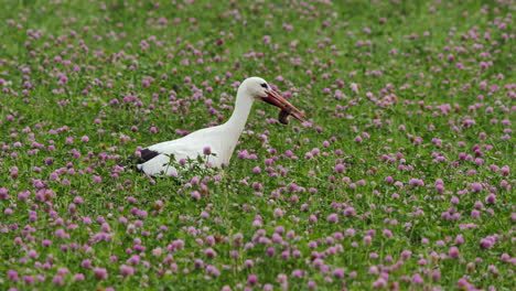 a stork in the field who loots a mouse and devours it alive