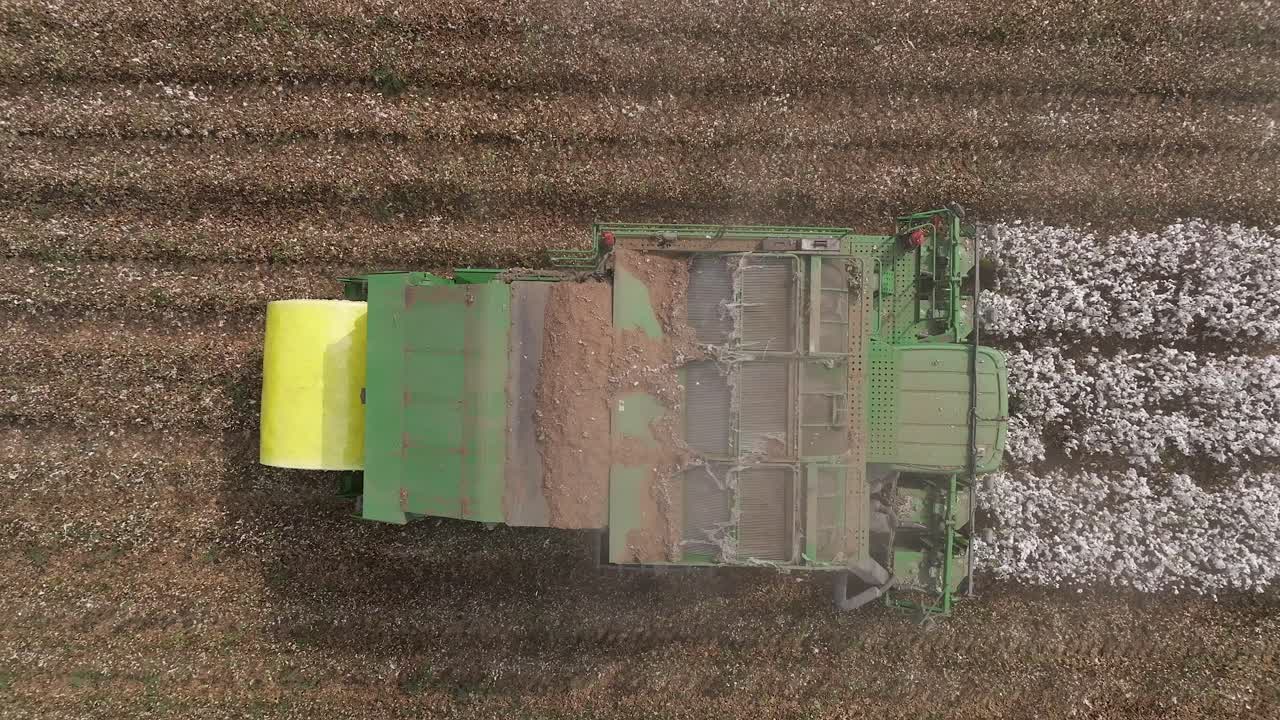 recolector de algodón cosechando un campo, vista aérea de arriba hacia abajo
