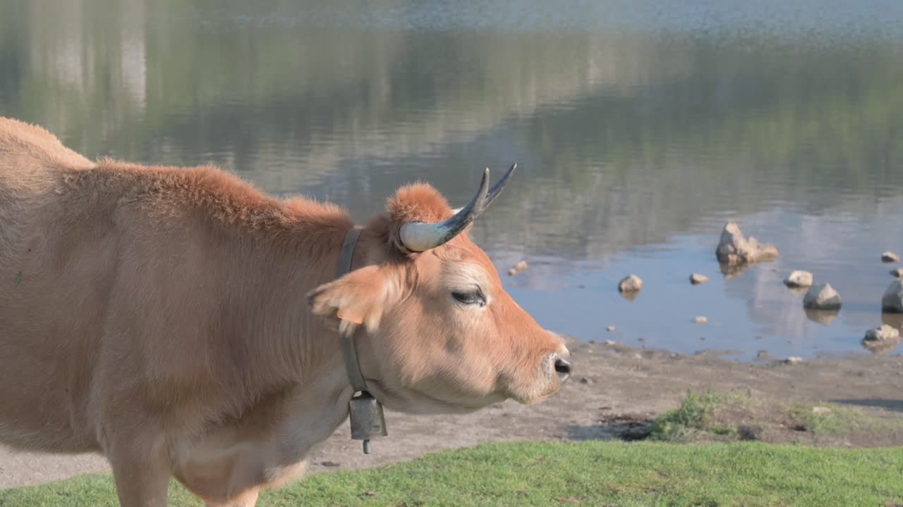코바돈가 호수 앞에서 는 갈색 소와 카우벨, 피코스 드 유로파