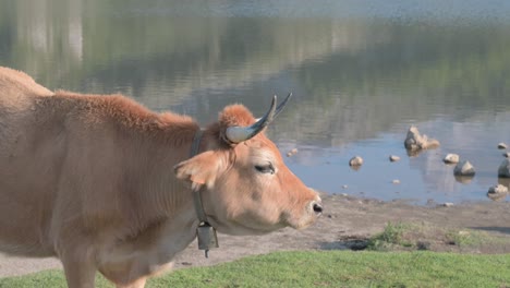 brown cow with cowbell ruminating in front of the covadonga lakes, in the picos de europa