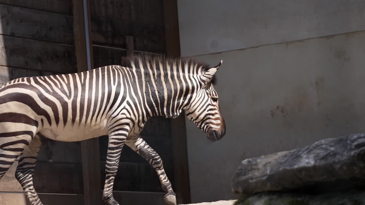 cámara lenta, imágenes portátiles siguen a la cebra mientras camina tranquilamente hacia la derecha