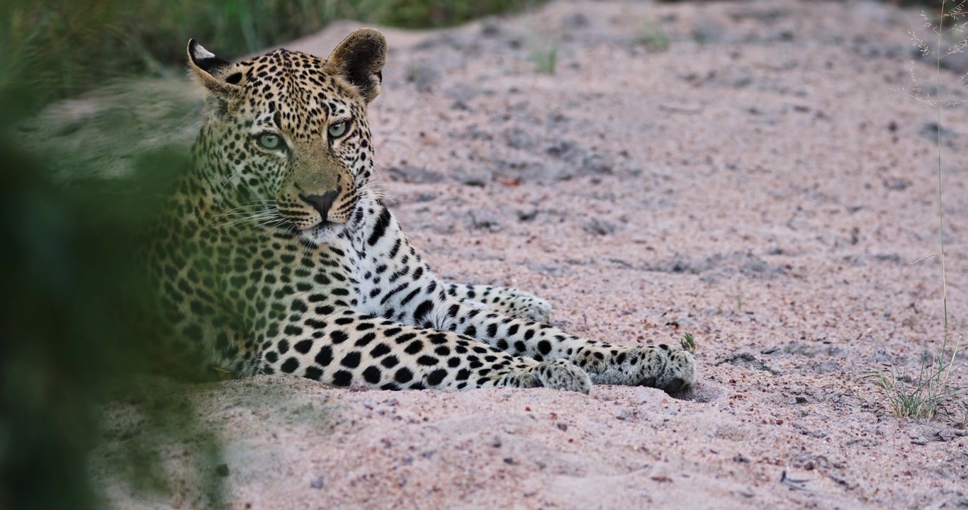 Güney Afrika, Sabi Sands'te kumlu arazide rahatça uzanan bir leopar. Görkemli yaratık, doğal yaşam alanında dinginliği temsil ederken çevreyi gözlemliyor.