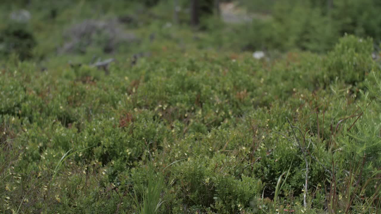 hierba que se balancea suavemente en el bosque