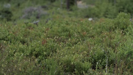 Hierba-Que-Se-Balancea-Suavemente-En-El-Bosque