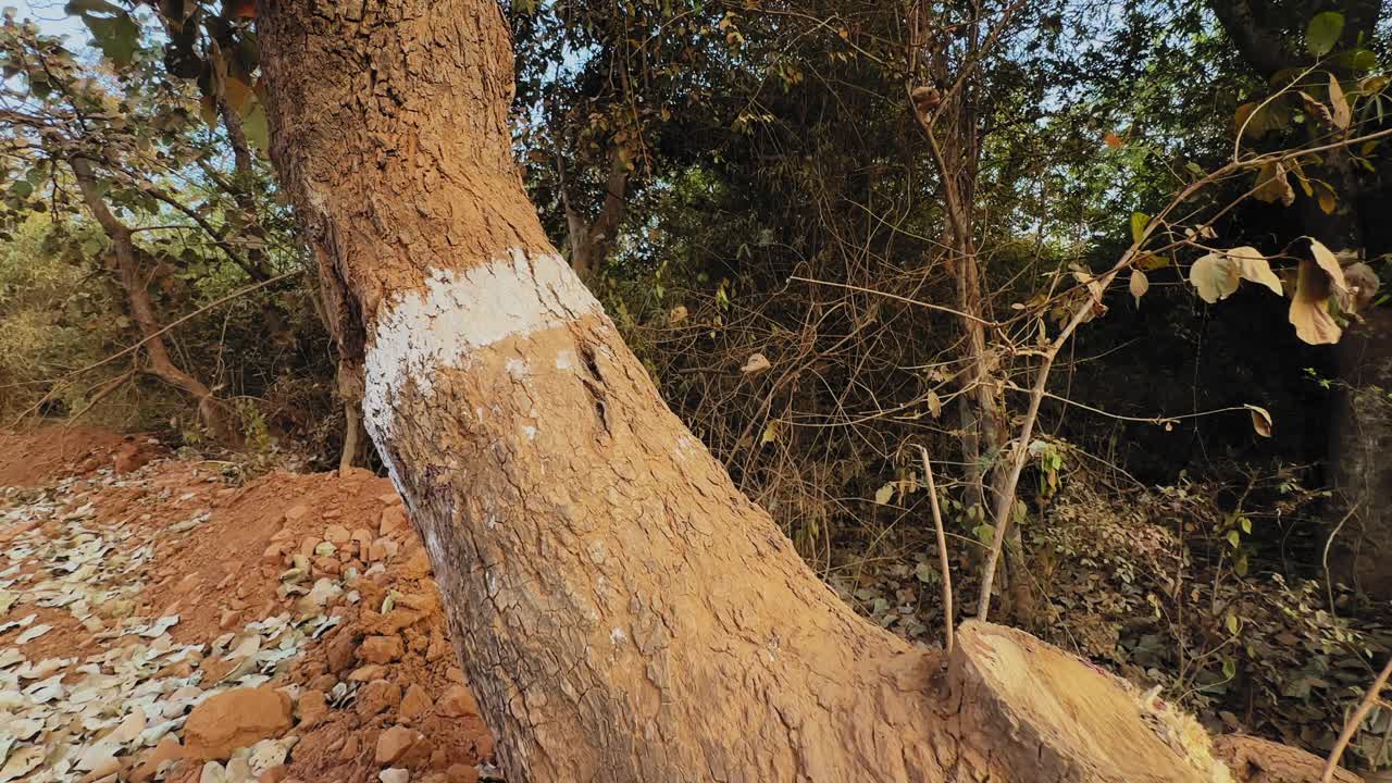 Carrellata di un albero a bordo strada contrassegnato con vernice bianca per l'abbattimento programmato, che documenta le attività di sgombero del terreno pre-costruzione per l'ampliamento stradale e lo sviluppo delle infrastrutture rurali.