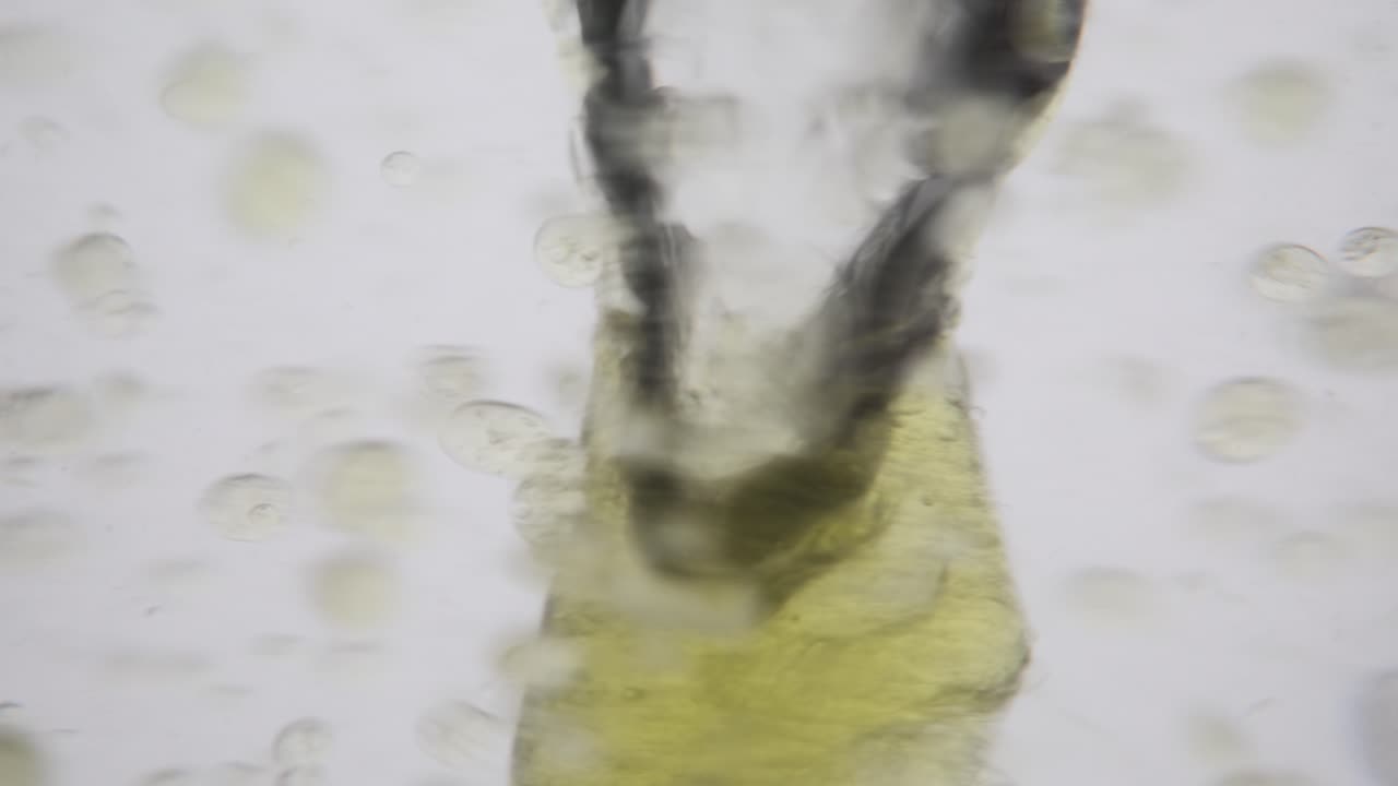 Microscopic Biological Sample