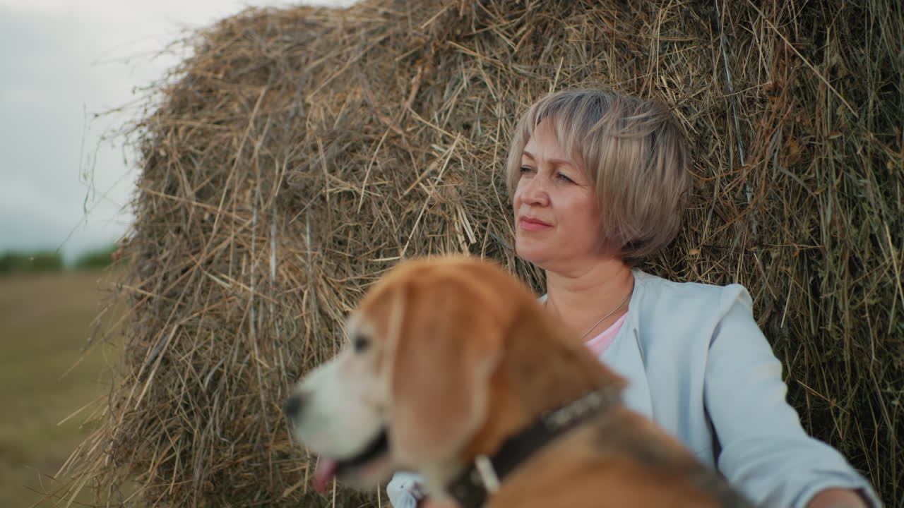 시골의 주인과 함께 비글 개의 클로즈업. 여자가 멀리로 바라보고있는 동안 부드럽게 개를 뒤로 문지르고, 배경에 풀, 부드러운 빛으로 평화로운 시골 환경