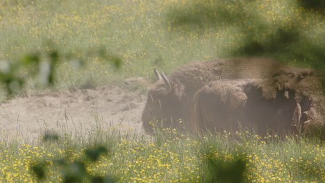 Reveal-shot-from-behind-foliage-of-European-bison-in-dust-pit-of-Swedish-meadow