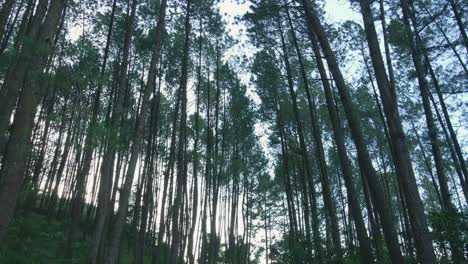 volar bajo los árboles altos que se elevan en el medio del bosque