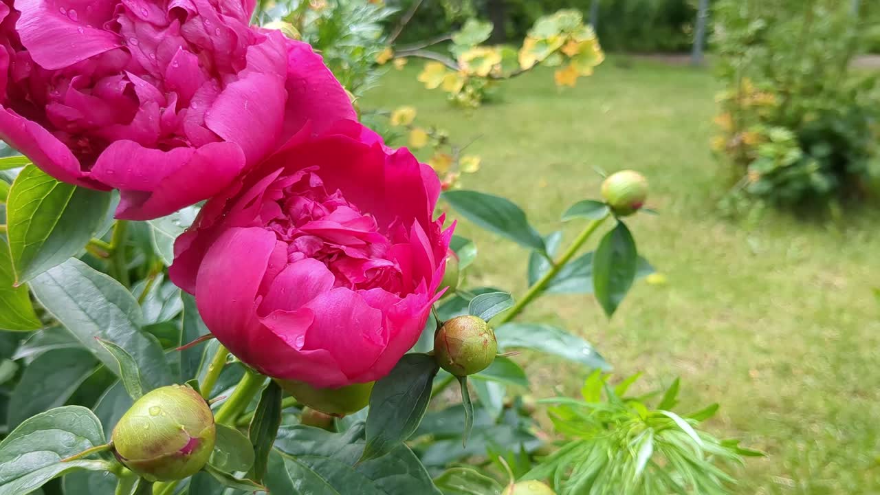 Pink romantic peonies with buds blooming in yard, close up