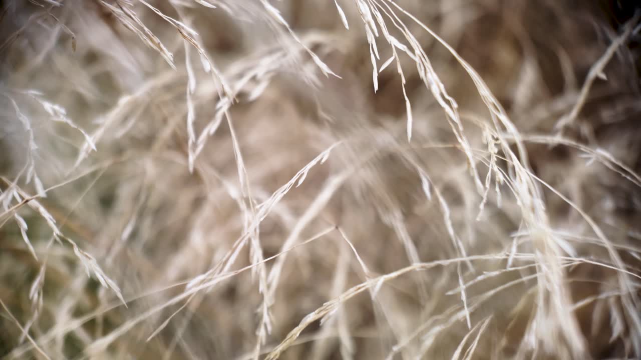 Close-up of wheat stalks in a sunlit field, evoking calm, nature, and countryside beauty