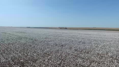 vasto campo de algodón, escena del agribusiness del algodó, retiro aéreo