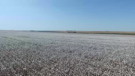 vast cotton field, cotton agribusiness scene, aerial pullback