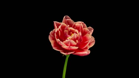 tulip blooming and withering, time lapse, on a black background, 4k video. wedding backdrop, valentine's day concept. birthday bunch