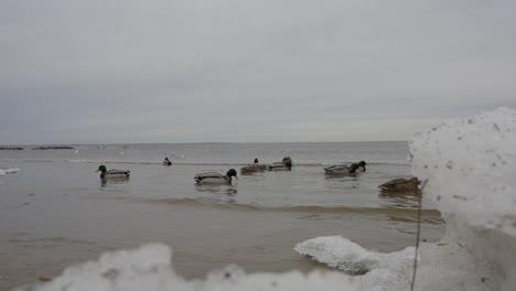 Enten-Schwimmen-Anmutig-Im-Eisigen-Wasser,-Begleitet-Von-Möwen