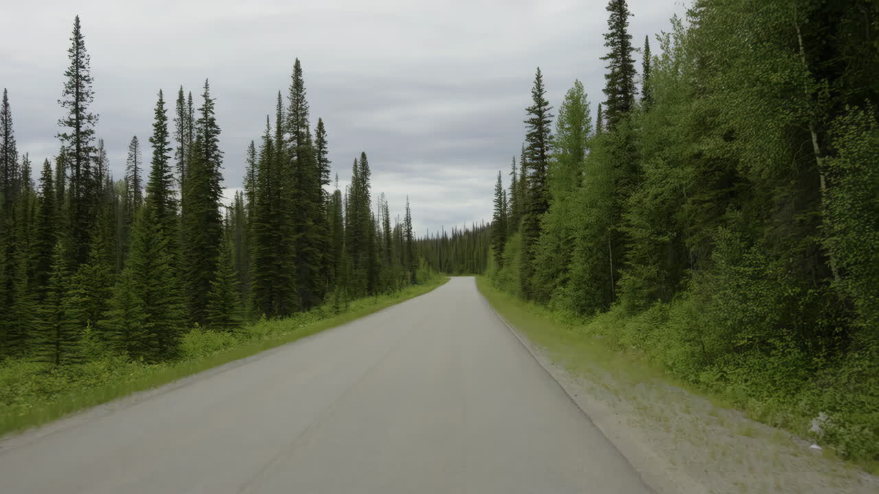 Empty Road Through a Dense Evergreen Forest Under an Overcast Sky