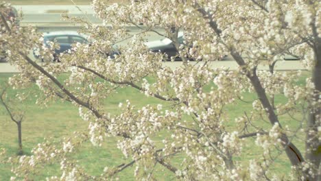 Blühende-Sakura-Bäume-Im-Stadtpark