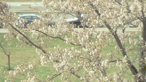 flowering sakura trees in city park