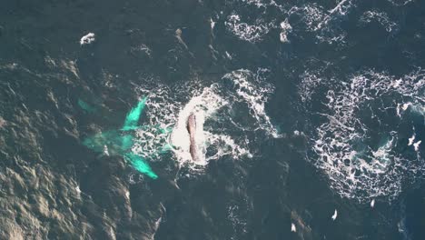 playful humpback whales sprays water on the blue ocean with flock of seagulls flying around the surface