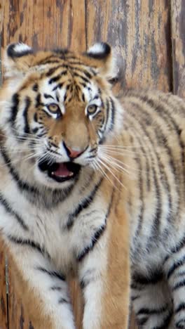 close-up of an angry tiger with big teeth. vertical video. sumatran tiger shaving its teeth