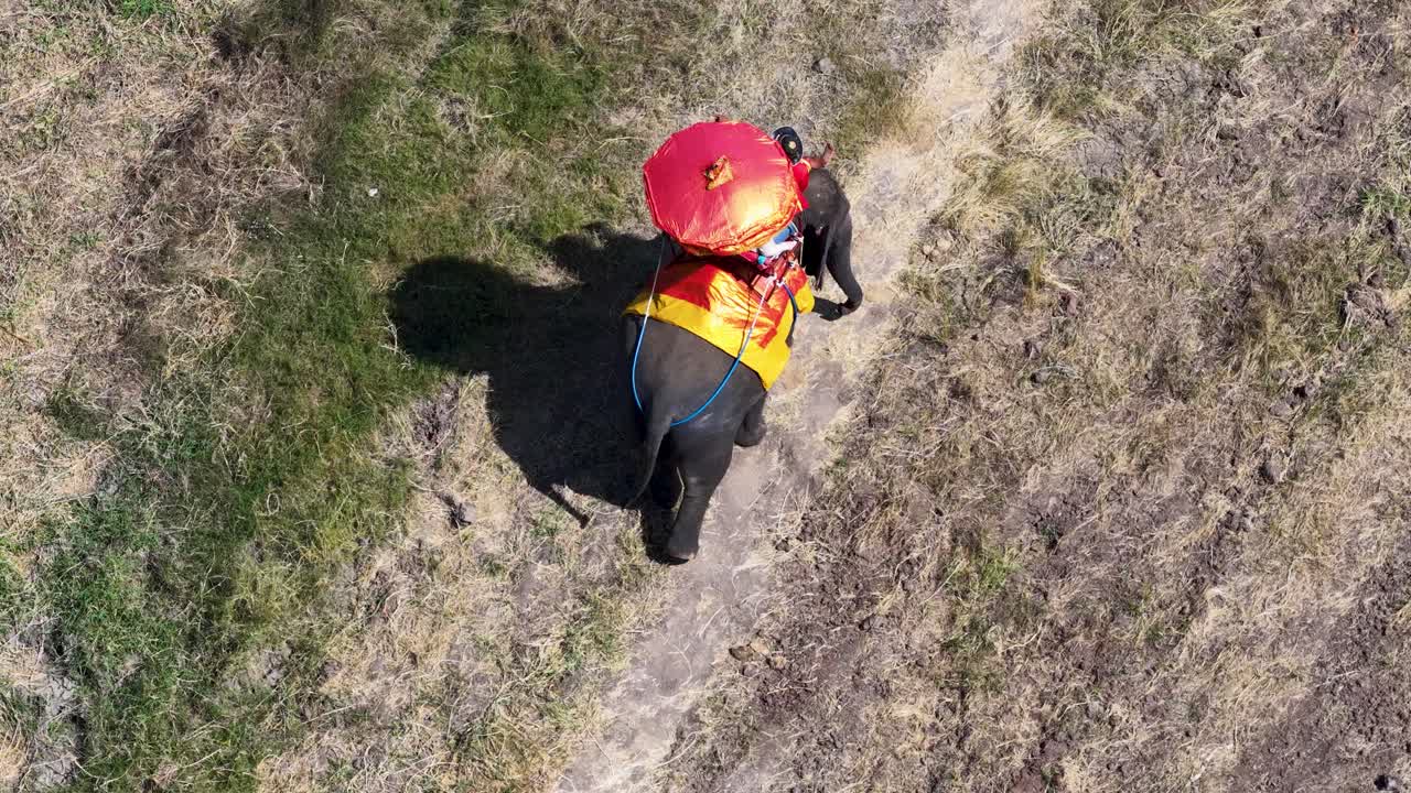 Overhead drone shot follows a decorated elephant walking along a dirt path in bright sunlight