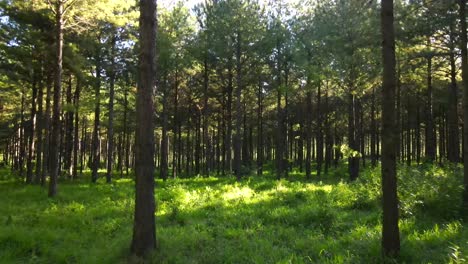 plantation of pine trees, reforestation field