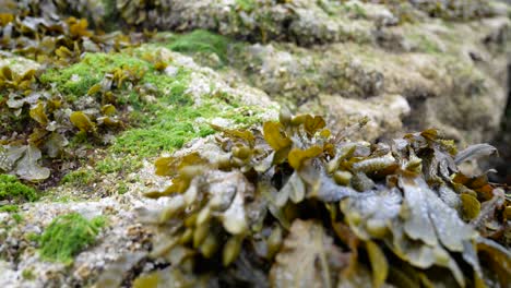 seaweed closeup on rocky shoreline marine landscape close-up dolly right