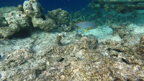 Impresionante-Pez-Dulce-Oriental-Del-Océano-Índico-De-Cerca-Mientras-Practica-Snorkel-En-Aguas-Cristalinas-De-Las-Maldivas-En-Malahini-Kuda-Bandos