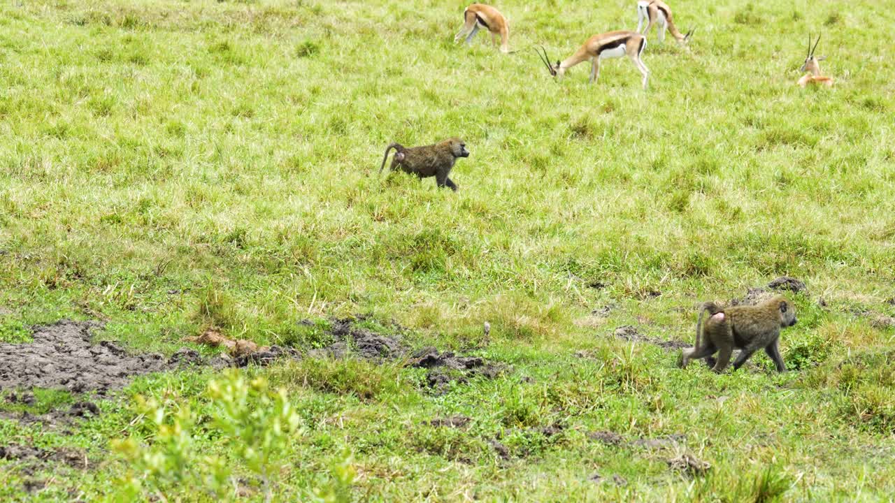 Due babbuini che camminano e cercano cibo in una prateria paludosa secca mentre le gazzelle pascolano pacificamente dietro di loro in Kenya