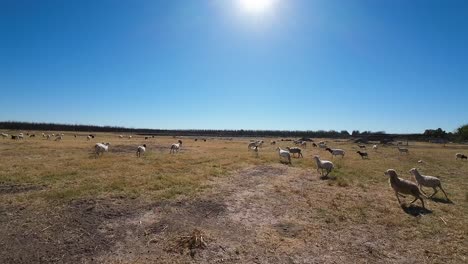 Drone-flies-above-a-flock-of-sheep-in-a-grazing-field