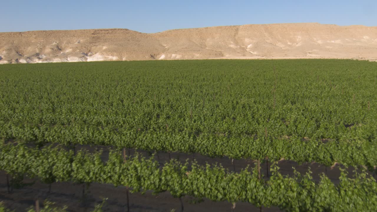 Drone flying low over rows of green grape plantation vineyard, desert background