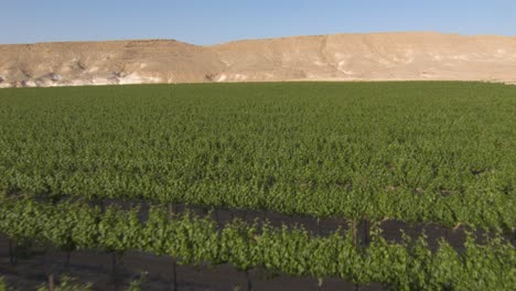 Drone-Volando-Bajo-Sobre-Hileras-De-Viñedos-De-Plantaciones-De-Uva-Verde,-Fondo-Del-Desierto