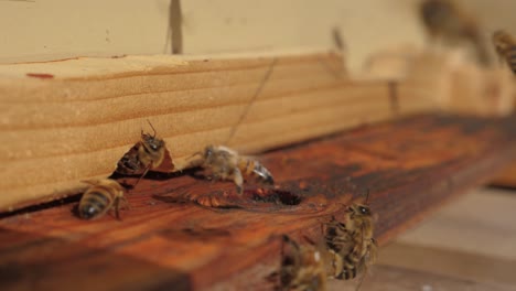 slow motion close up of honey bees flying in hive