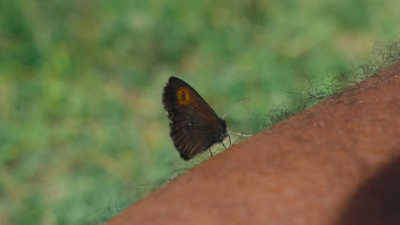 Macro close-up van een vlinder die rust op een behaard mannenbeen, zachtjes de huid verkennend met zijn proboscis, wat de delicate interactie tussen de vlinder en de menselijke huid vastlegt.