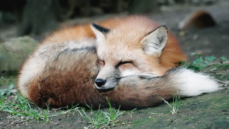 Nahaufnahme-Des-Ezo-Rotfuchs,-Der-Auf-Dem-Boden-Im-Zao-Fuchsdorf-In-Miyagi,-Japan,-Schläft