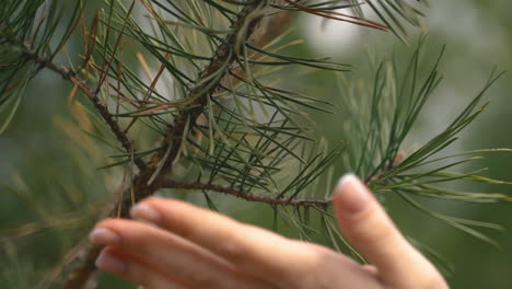 a woman's hands caress the pine tree's branches