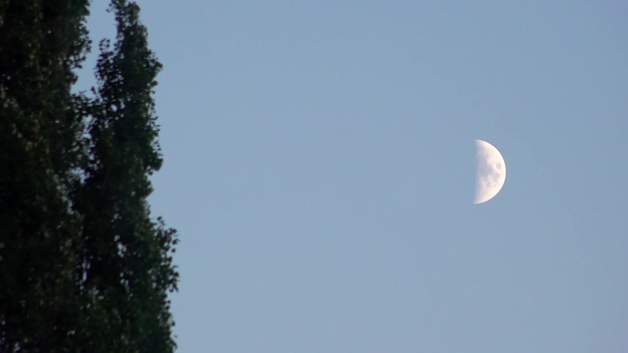 Uma lua crescente paira em um céu crepuscular atrás de uma árvore alta balançando ao vento