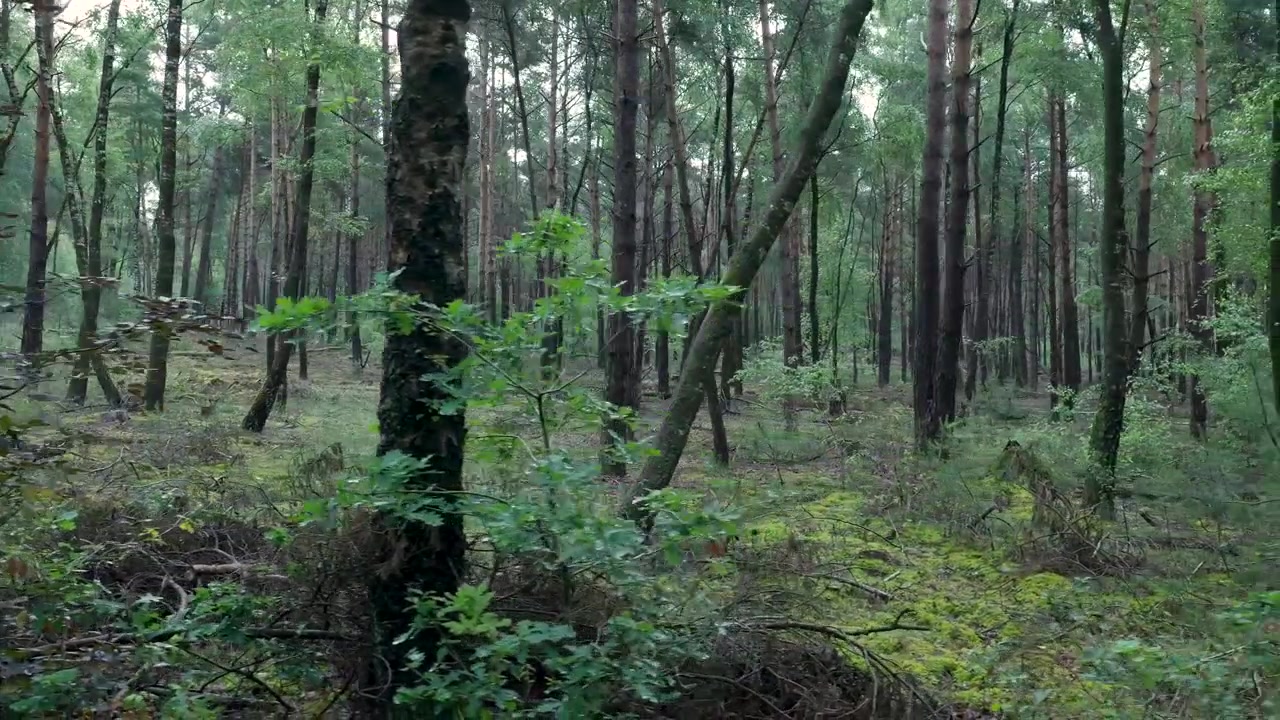 Panoramica lenta attraverso una fitta foresta verde