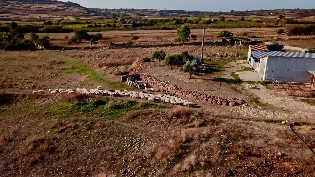 Gregge di pecore in corsa su un maestoso paesaggio desertico sorvegliato da un cane pastore, vista aerea.