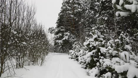 bosque cubierto de nieve