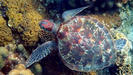 hawksbill sea turtle slowly swimming in blue water through sunlight, try to find food on coral reef. scuba on wildlife. underwater marine life tropical turtle in wild nature