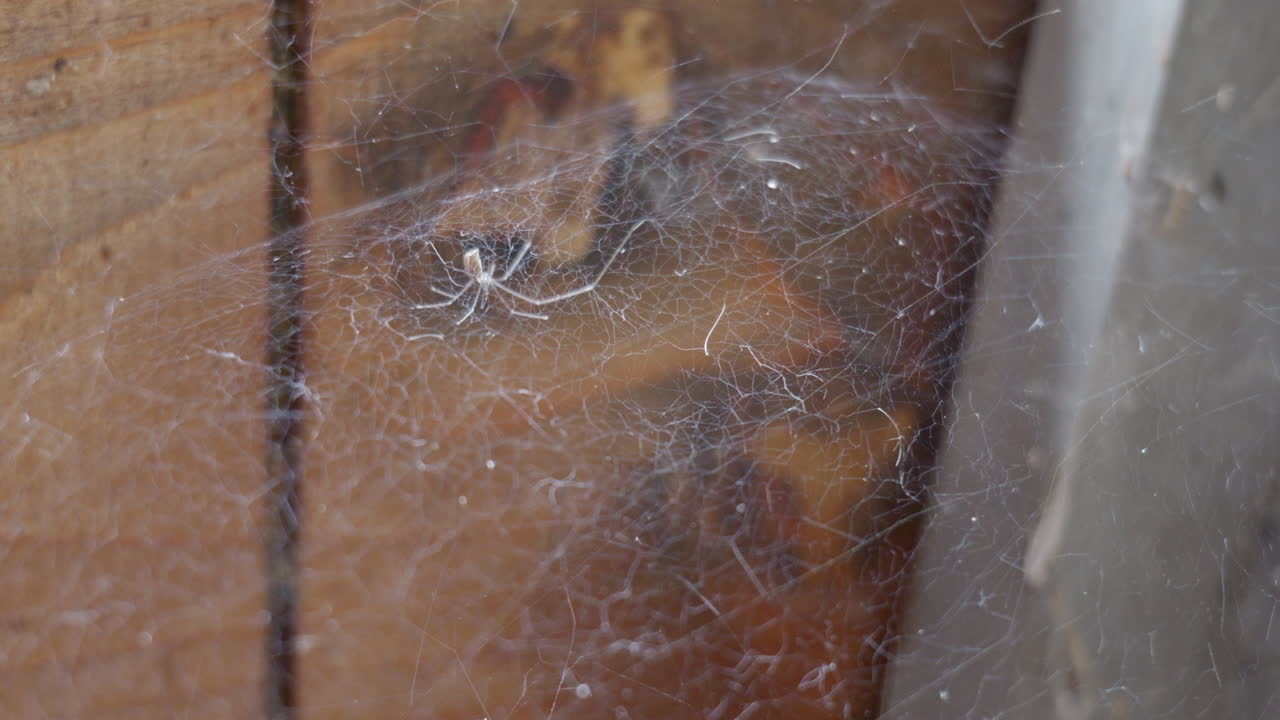 una araña y su red balanceándose en el viento en una caja de madera