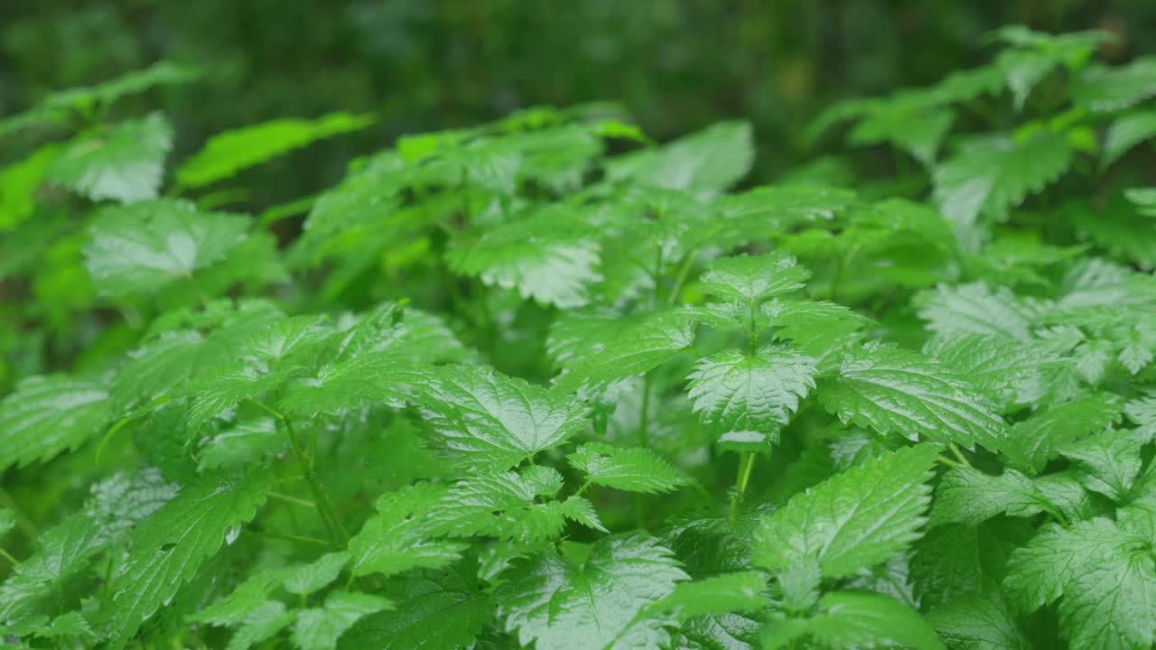 Nettle plants (dioica urtica) at rainy day, drops falling in slow-motion (recorded as 4K120)