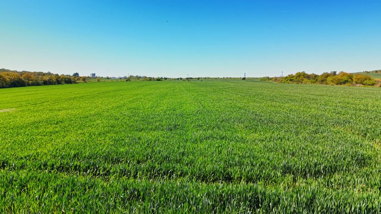 Vaste perspective d'une immense prairie agricole verdoyante. Vue grand angle au niveau du sol d'un champ de jeunes céréales dense et vibrant sous un horizon dégagé et un ciel bleu.
