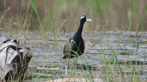 white-breasted waterhen - pond - relax