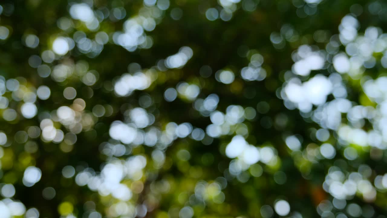 정원에서 보케 빛